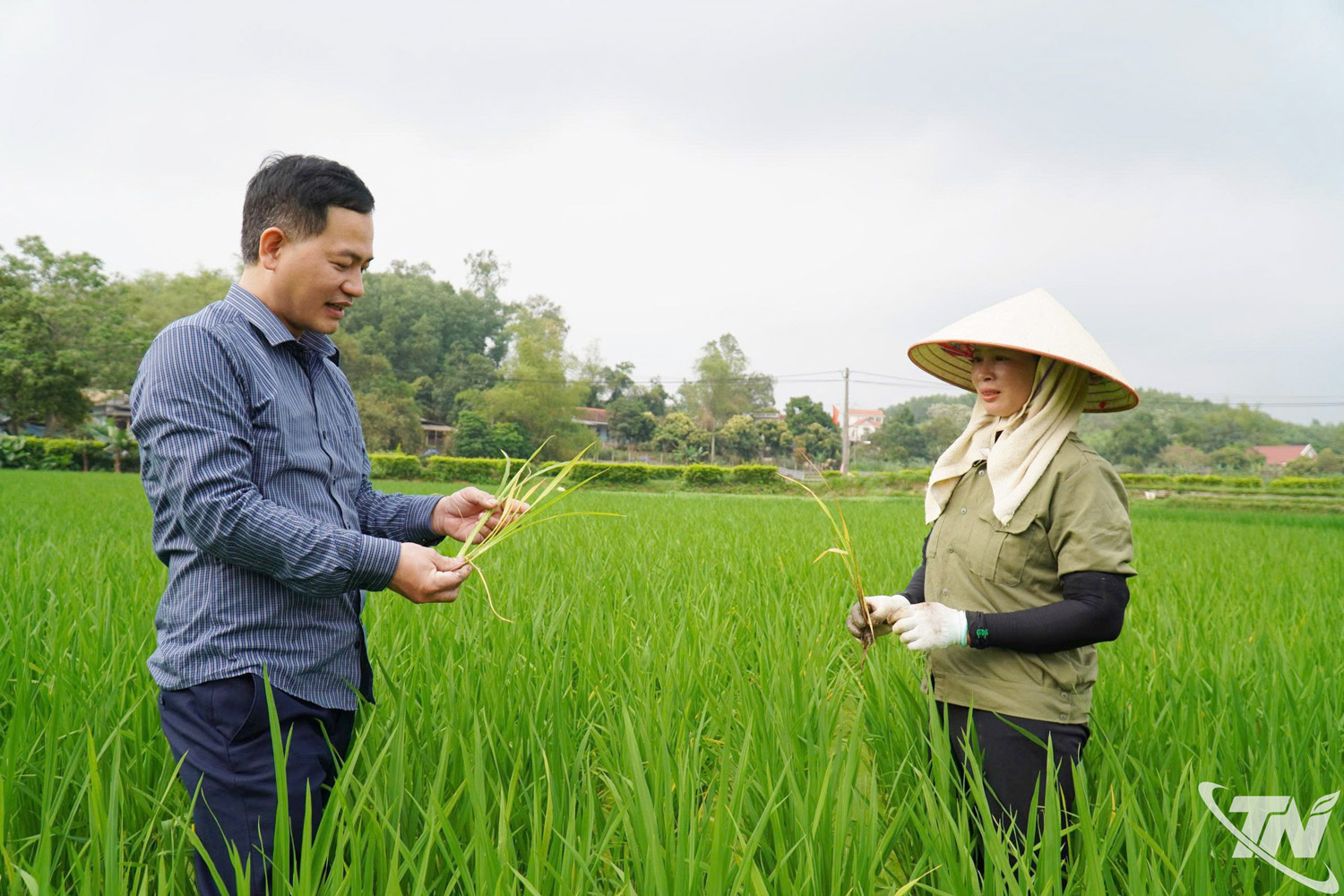 Diện t&iacute;ch đất chuy&ecirc;n trồng l&uacute;a tr&ecirc;n địa b&agrave;n tỉnh Th&aacute;i Nguy&ecirc;n được quản l&yacute; chặt chẽ, l&agrave; cơ sở để thực hiện quy định về nộp tiền khi chuyển mục đ&iacute;ch sử dụng đất