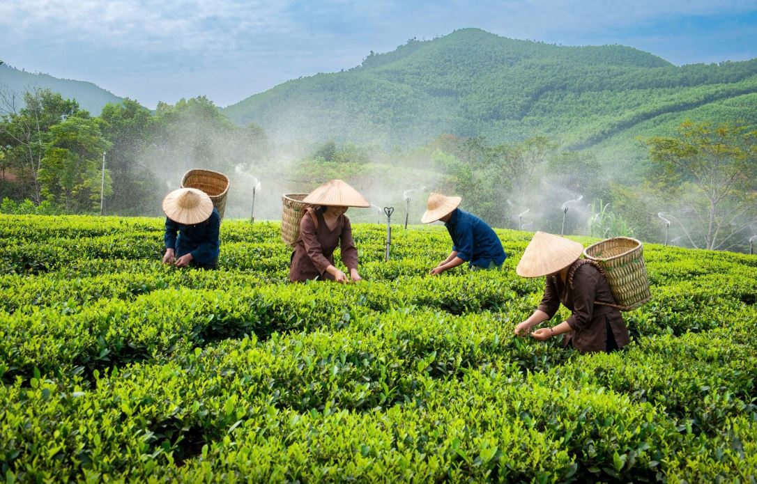 Cả hai tỉnh Th&aacute;i Nguy&ecirc;n v&agrave; Tuy&ecirc;n Quang đều sở hữu những lợi thế đặc th&ugrave; về điều kiện tự nhi&ecirc;n ph&ugrave; hợp cho nhiều loại c&acirc;y trồng c&oacute; gi&aacute; trị kinh tế