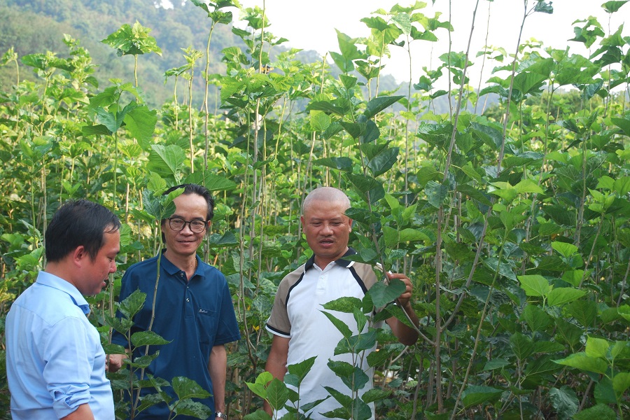 To&agrave;n tỉnh ng&agrave;y c&agrave;ng n&acirc;ng cao gi&aacute; trị &ldquo;l&aacute; phổi xanh&rdquo; d&acirc;u tằm