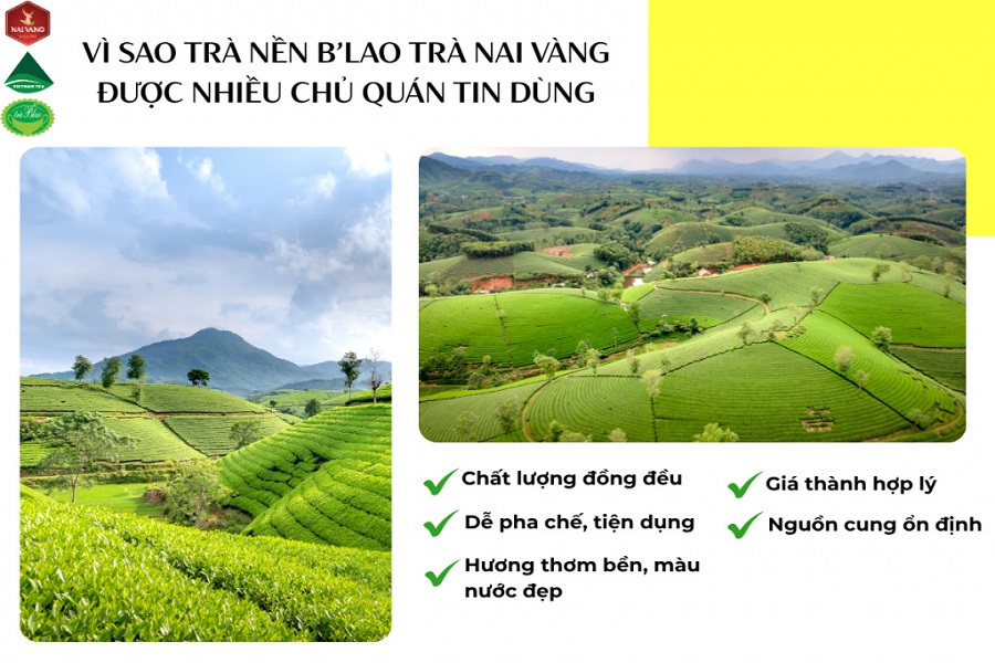 Trà Nai Vàng kiên định lối đi riêng: Chuẩn hóa sản xuất để nâng tầm trà Việt