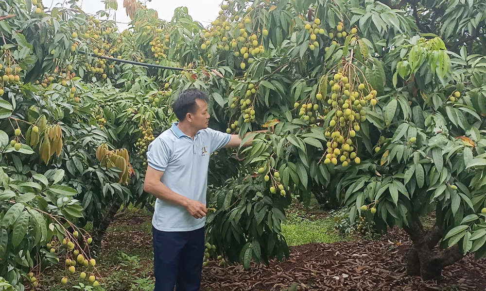 Vườn vải tại x&atilde;