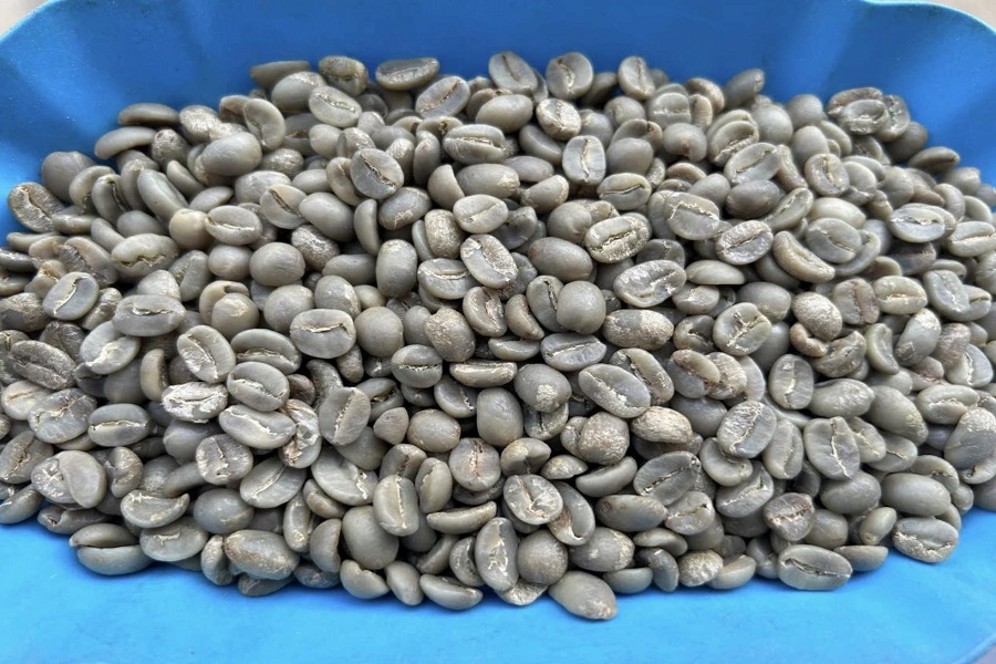 Cần đẩy mạnh xuất khẩu cà phê nhân chất lượng cao, có chứng chỉ xanh Cần đẩy mạnh xuất khẩu cà phê nhân chất lượng cao, có chứng chỉ xanh