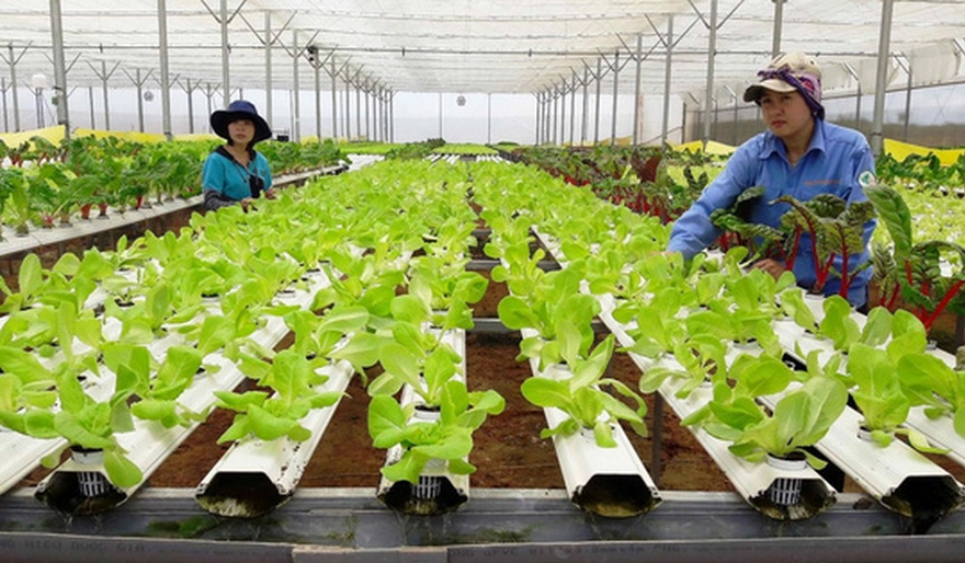 Đề xuất tăng cường chuyển đổi số, minh bạch thông tin trong hoạt động tổ hợp tác