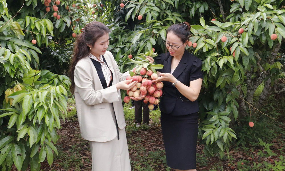 Bắc Ninh: Phát động cuộc thi sáng tạo nội dung “Vải thiều Bắc Ninh – Trái ngọt lan tỏa”