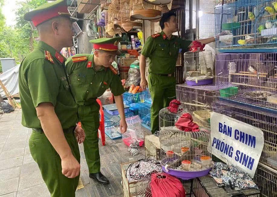 Hà Nội phát hiện nhiều cá thể chim di đá không rõ nguồn gốc tại phố Tăng Bạt Hổ