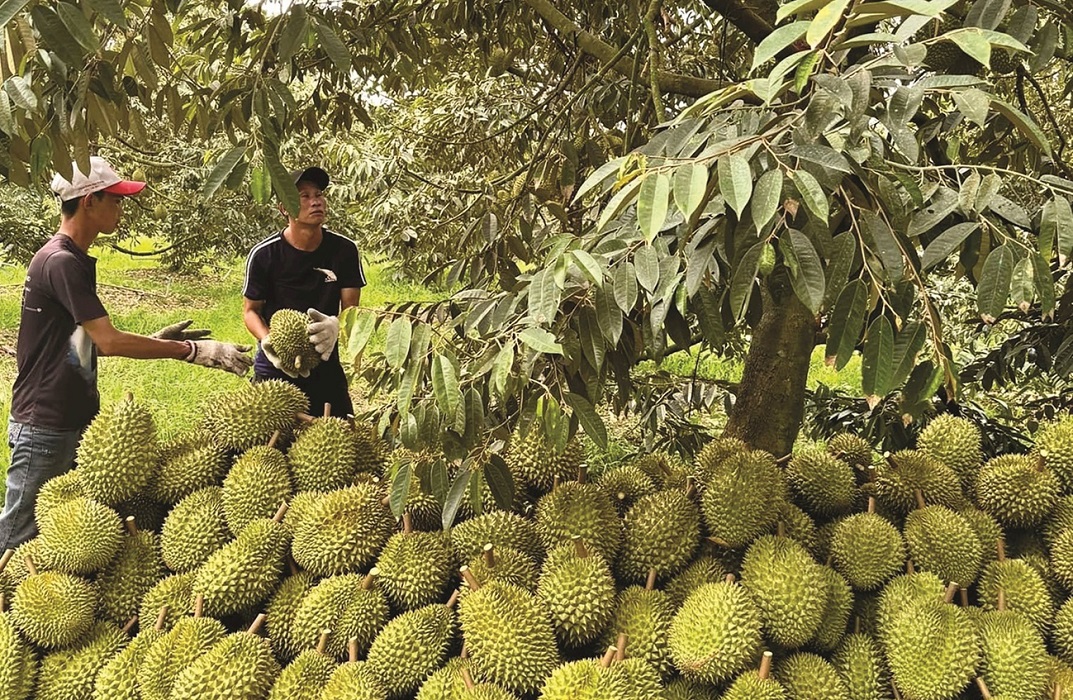 Cần giải pháp ổn định đầu ra cho ngành hàng sầu riêng