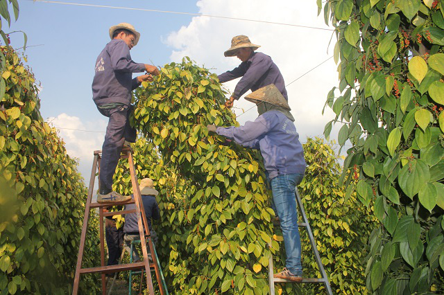Giá tiêu hôm nay 13/5: Thị trường nội địa ổn định