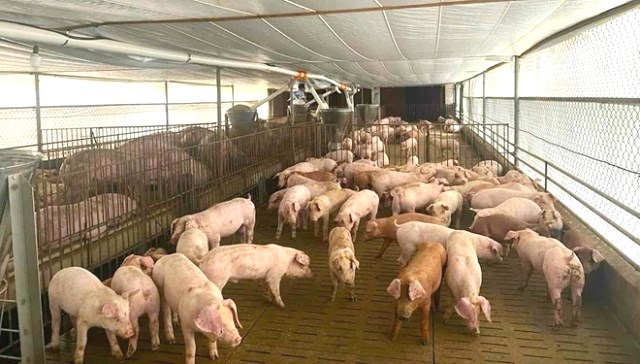 Đà Nẵng: Khẩn trương ứng phó với nguy cơ dịch lở mồm long móng