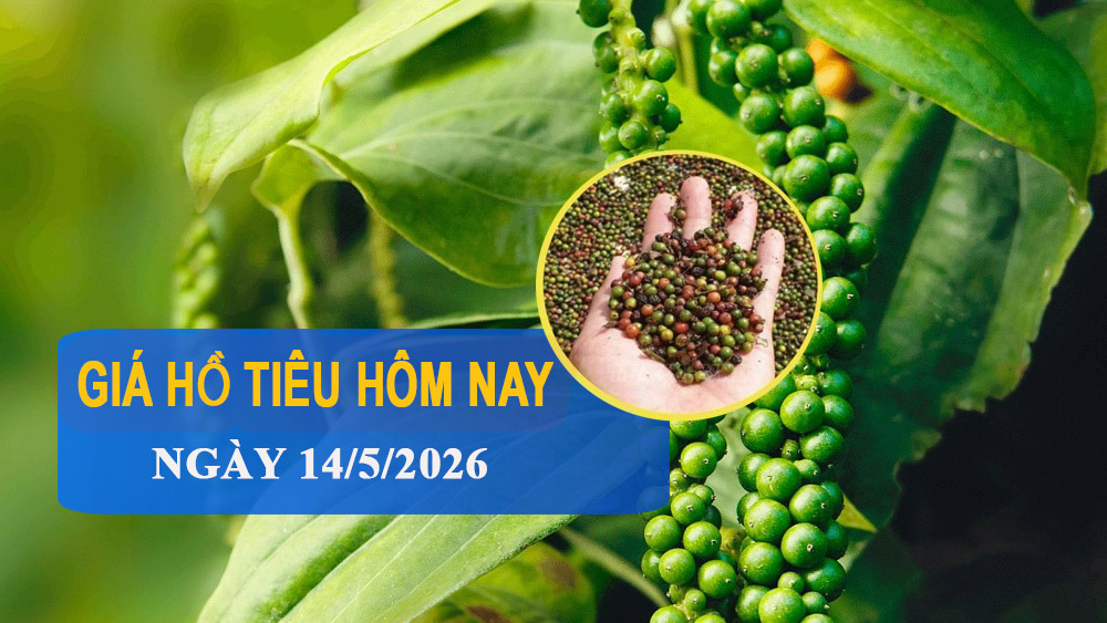 Giá tiêu hôm nay 14/5: Nhích tăng, cao nhất 144.000 đồng/kg