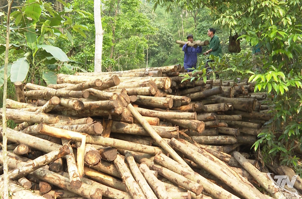 Thái Nguyên: Tăng cường công tác quản lý nhà nước đối với hoạt động sản xuất, chế biến gỗ