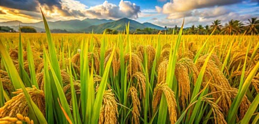 Áp lực lớn nhất với Lộc Trời hiện nay vẫn là bài toán dòng tiền và xử lý các khoản nợ ngân hàng Áp lực lớn nhất với Lộc Trời hiện nay vẫn là bài toán dòng tiền và xử lý các khoản nợ ngân hàng