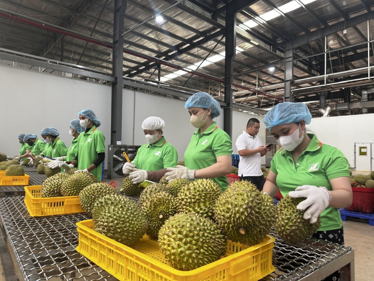 Doanh nghiệp xuất khẩu chạy đua trước “hàng rào” mới của Trung Quốc