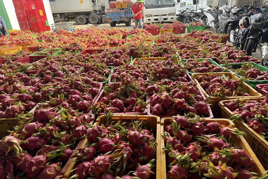 Thanh long xuất khẩu trong cơ sở đóng gói của Thanh long xuất khẩu trong cơ sở đóng gói của