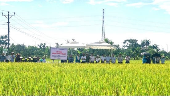 Hải Phòng: Hội thảo đầu bờ đánh giá mô hình sản xuất giống lúa chất lượng cao, kháng bệnh bạc lá BT7KBL-02 vụ Xuân 2026