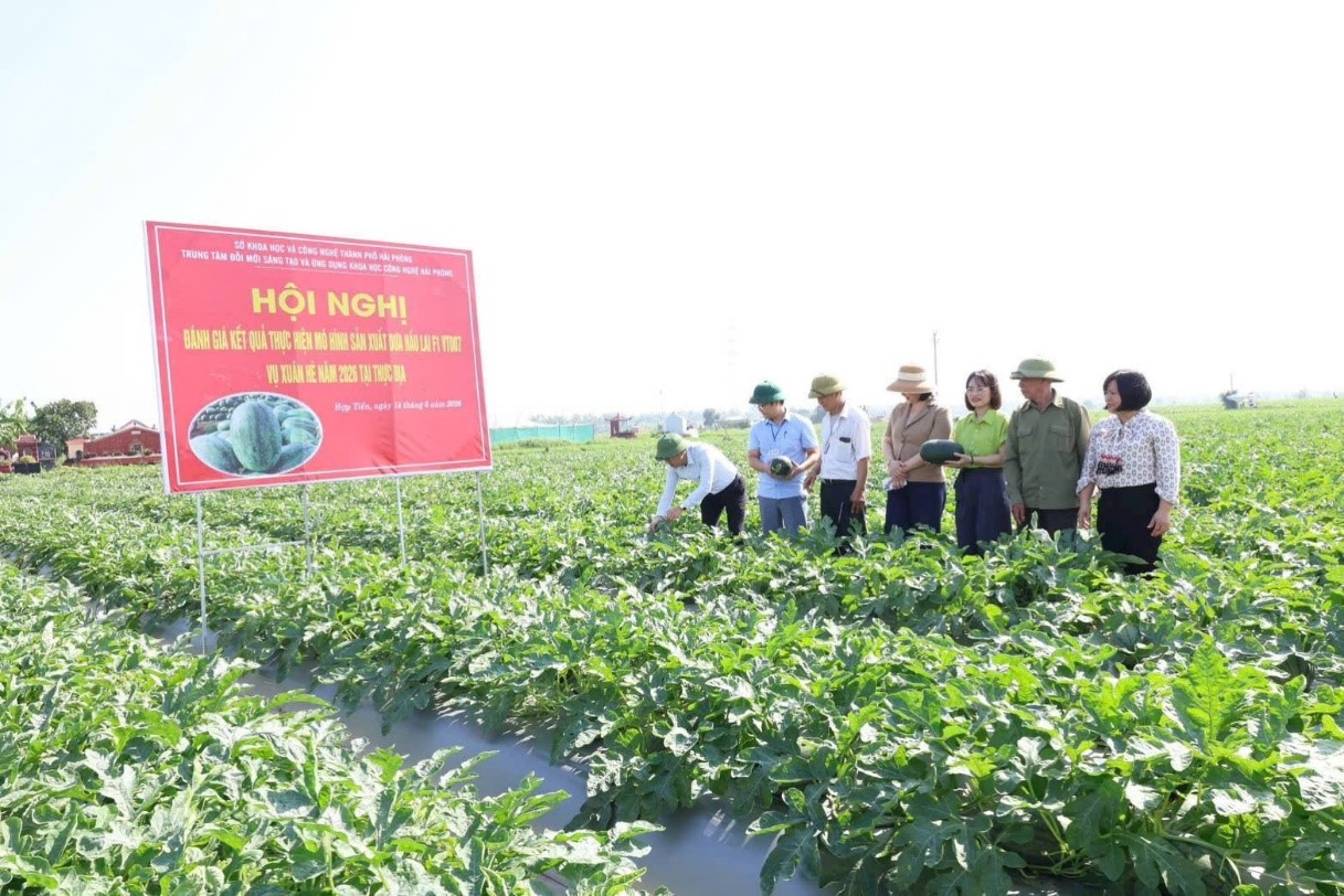 Hải Phòng: Mô hình dưa hấu VT007 cho kết quả khả quan trong ứng dụng khoa học công nghệ vào sản xuất