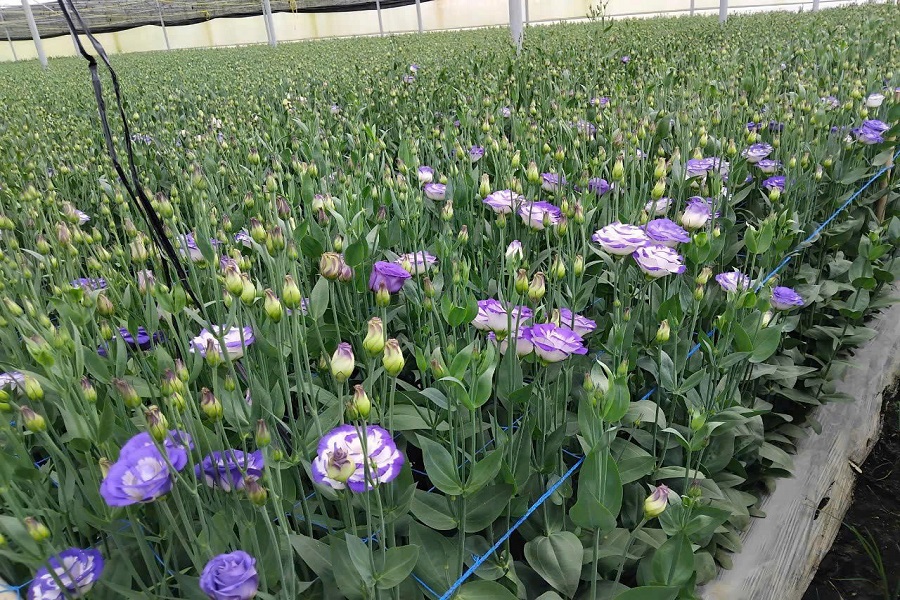 Ph&acirc;n tr&ugrave;n sử dụng cho c&acirc;y hoa c&aacute;t tường đạt năng suất v&agrave; hiệu quả cao