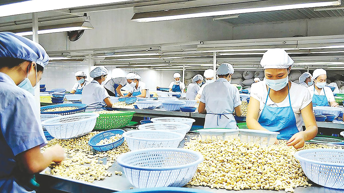 Ngành điều Việt Nam trước áp lực tái cấu trúc chuỗi giá trị