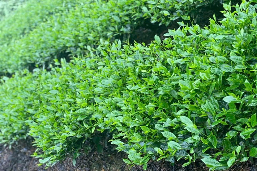 Trang trại tr&agrave; o long đạt ti&ecirc;u chuẩn Global GAP ở phường 2 Bảo Lộc, tỉnh L&acirc;m Đồng