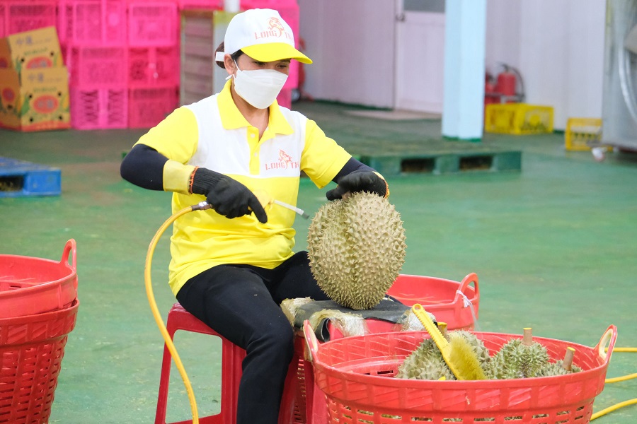 Doanh nghiệp tỉnh L&acirc;m Đồng tăng cường thu mua, sơ chế sầu ri&ecirc;ng phục vụ nhu cầu xuất khẩu