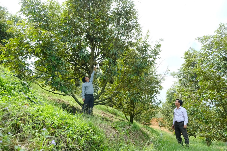 Sầu ri&ecirc;ng - loại c&acirc;y trồng đang mang lại nguồn thu nhập cao cho n&ocirc;ng d&acirc;n tỉnh L&acirc;m Đồng