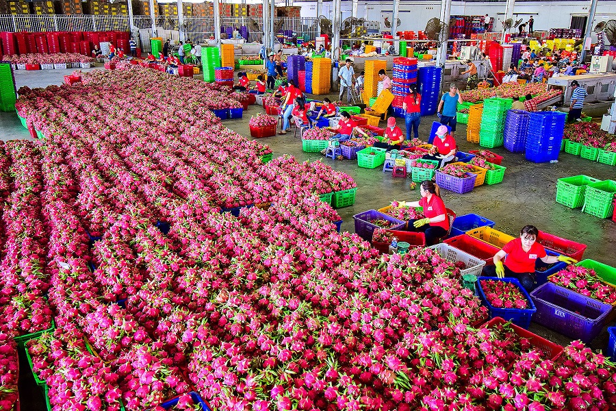 Sơ chế thanh long ở H&agrave;m Kiệm để xuất khẩu (Ảnh tư liệu)