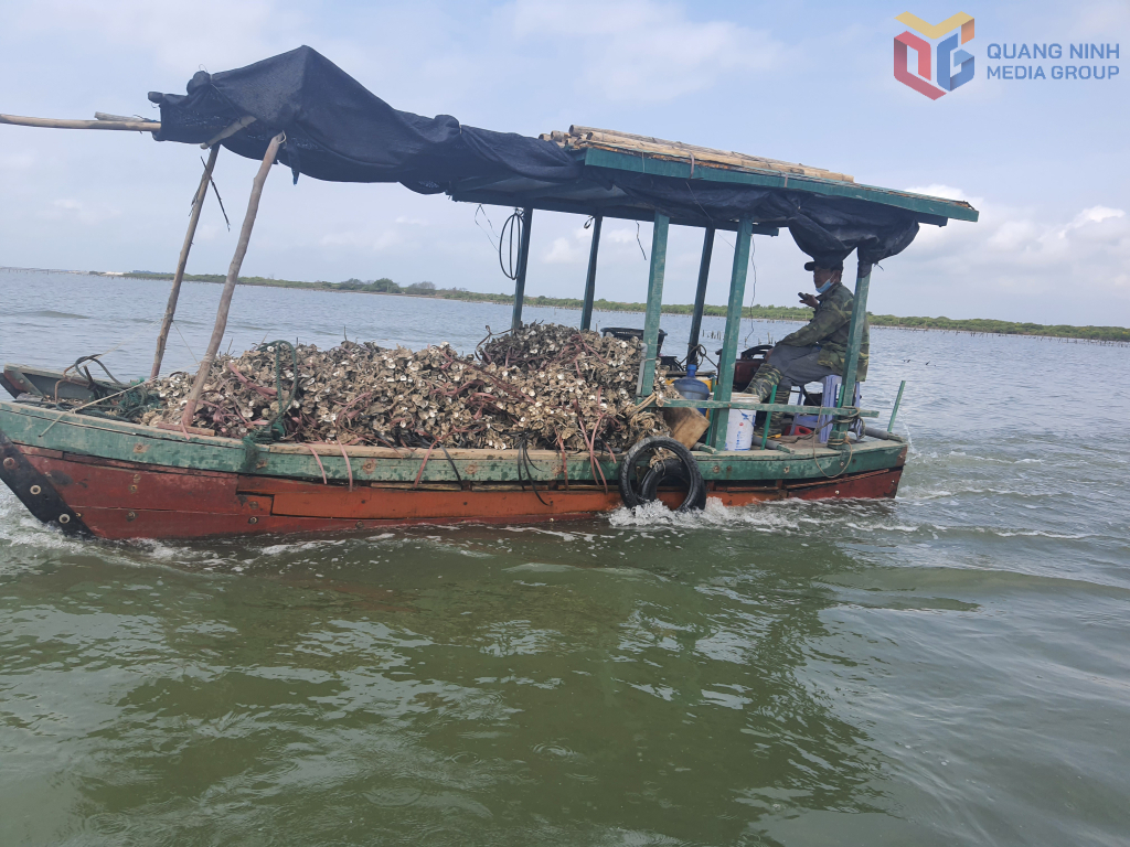 Những t&agrave;u c&aacute; c&ocirc;ng suất nhỏ, khả năng khai th&aacute;c ven bờ được tỉnh Quảng Ninh khuyến kh&iacute;ch chuyển đổi sang nghề kh&aacute;c