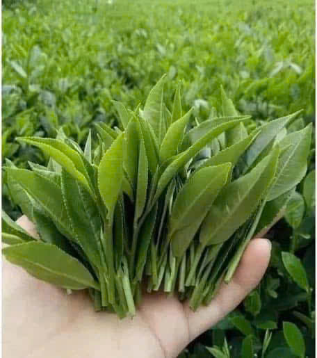 Với tr&ograve;n 1 thế kỷ ph&aacute;t triển, nơi đ&acirc;y đ&atilde; h&igrave;nh th&agrave;nh hệ sinh th&aacute;i tr&agrave; ho&agrave;n chỉnh: v&ugrave;ng nguy&ecirc;n liệu - nh&agrave; m&aacute;y - doanh nghiệp - văn h&oacute;a địa phương.