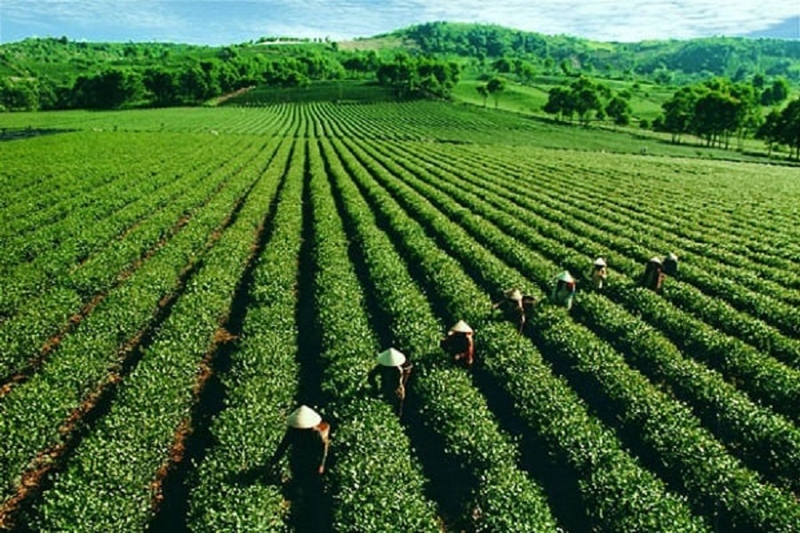 Bảo Lộc nổi tiếng với thương hiệu Tr&agrave; B&rsquo;Lao. Nghề tr&agrave; tại đ&acirc;y manh nha từ thập ni&ecirc;n 30 của thế kỷ XX.