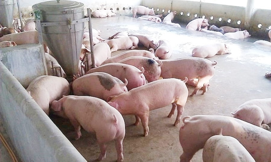 Giá heo hơi hôm nay 18/5: Đồng Nai giảm 1.000 đồng/kg