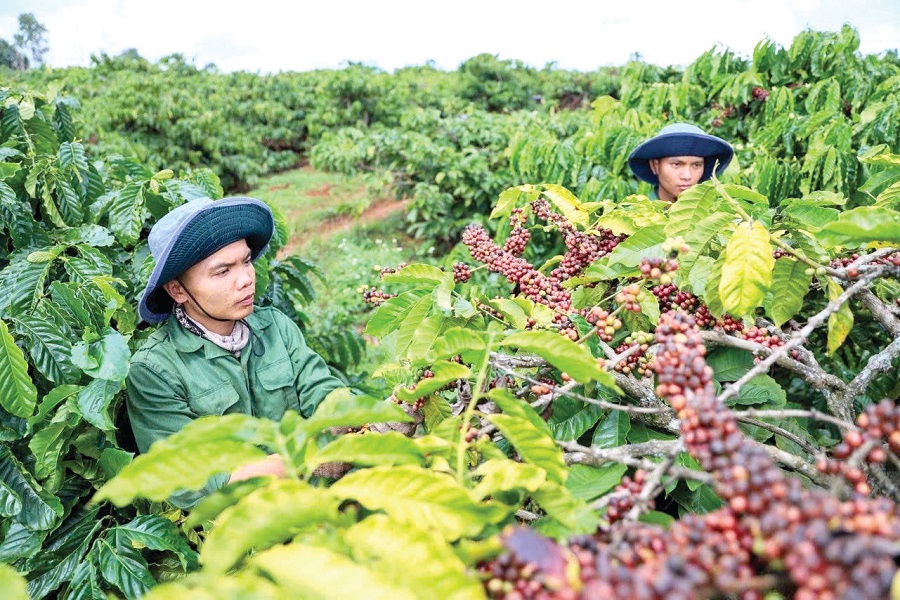 C&agrave; ph&ecirc; c&acirc;y trồng chủ lực của tỉnh L&acirc;m Đồng.