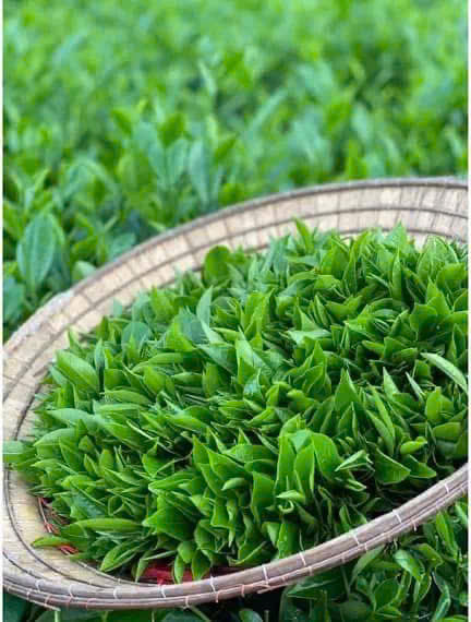 Đằng sau một t&aacute;ch tr&agrave; B&rsquo;Lao l&agrave; cả một h&agrave;nh tr&igrave;nh của con người v&agrave; tri thức nghề truyền đời.
Đ&oacute; l&agrave; người n&ocirc;ng d&acirc;n thức dậy từ tinh mơ để chăm từng gốc ch&egrave; tr&ecirc;n đất bazan.