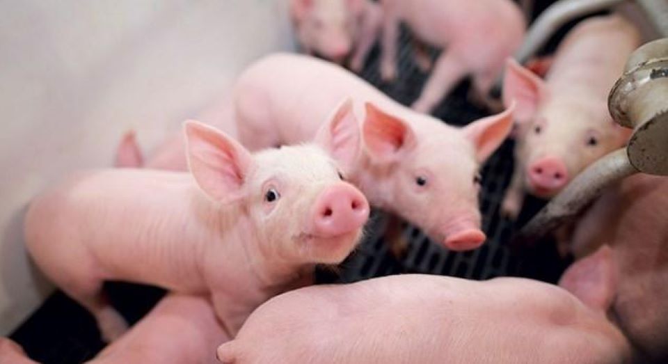 Giá heo hơi hôm nay 19/5: Cao nhất 70.000 đồng/kg