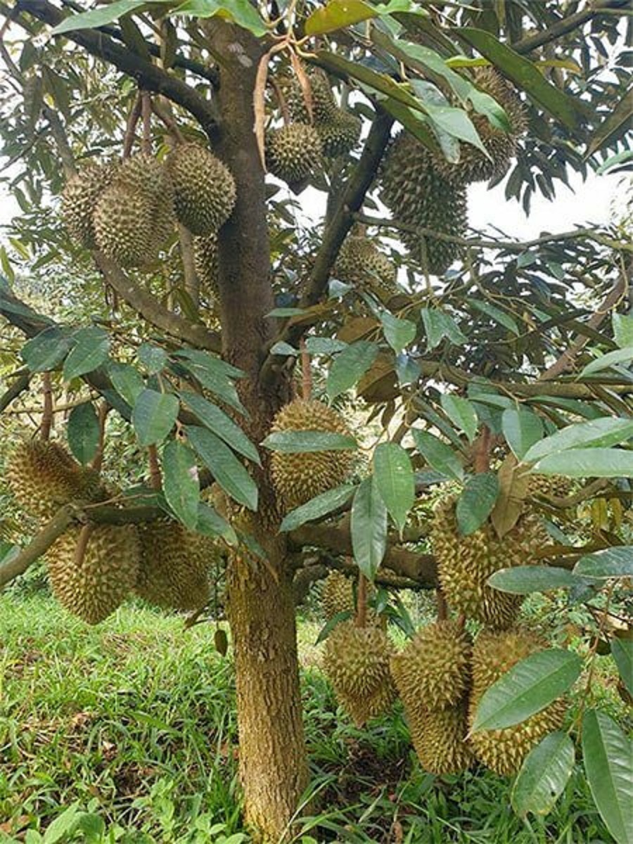 Sầu ri&ecirc;ng Th&aacute;i loại A vể ngưỡng 78.000 &ndash; 82.000 đồng/kg, giảm từ 2.000 &ndash; 4.000 đồng/kg