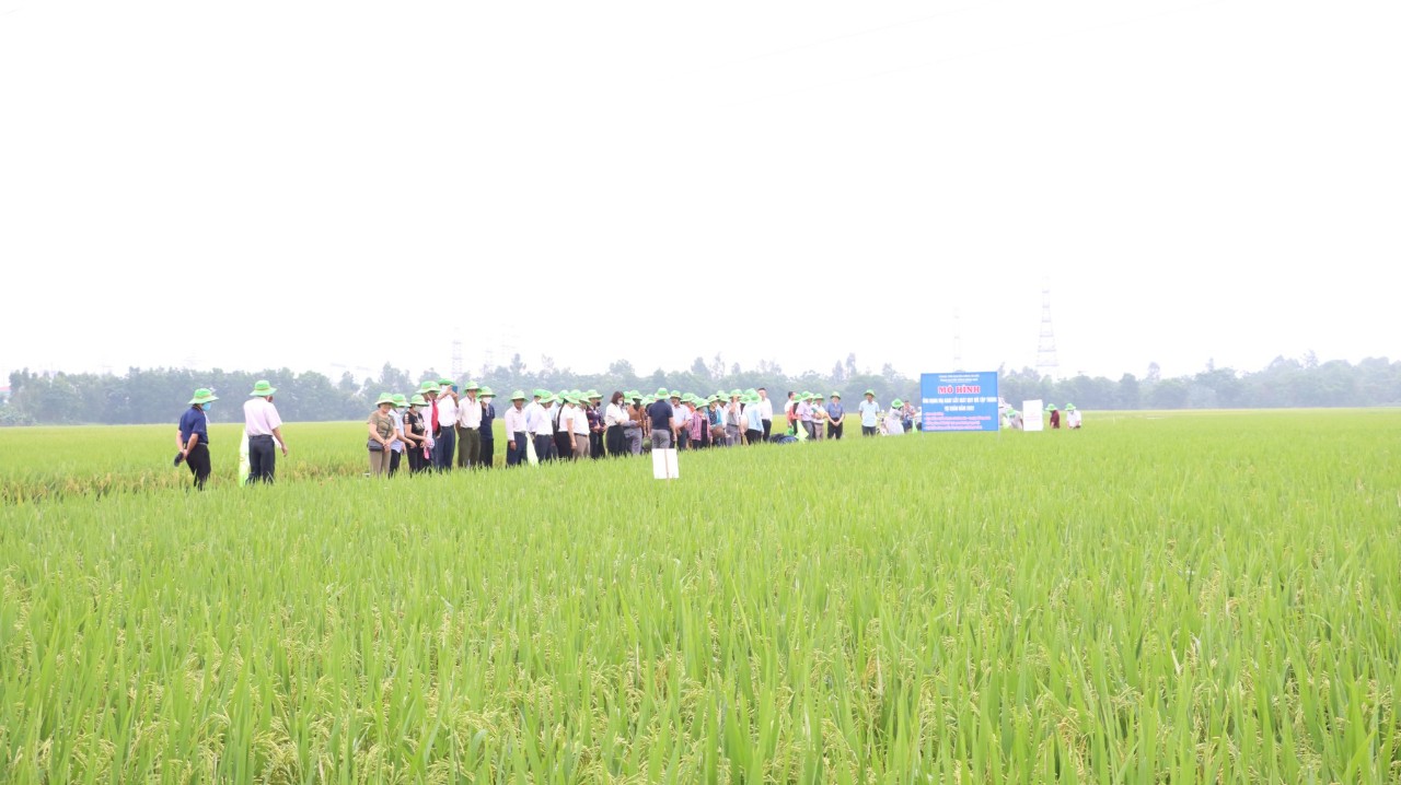 Hà Nội đánh giá hiệu quả nhiều mô hình sản xuất lúa ứng dụng công nghệ cao vụ xuân 2026