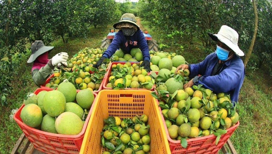 Nông sản Việt đạt chuẩn xuất khẩu nhưng chật vật trên sân nhà