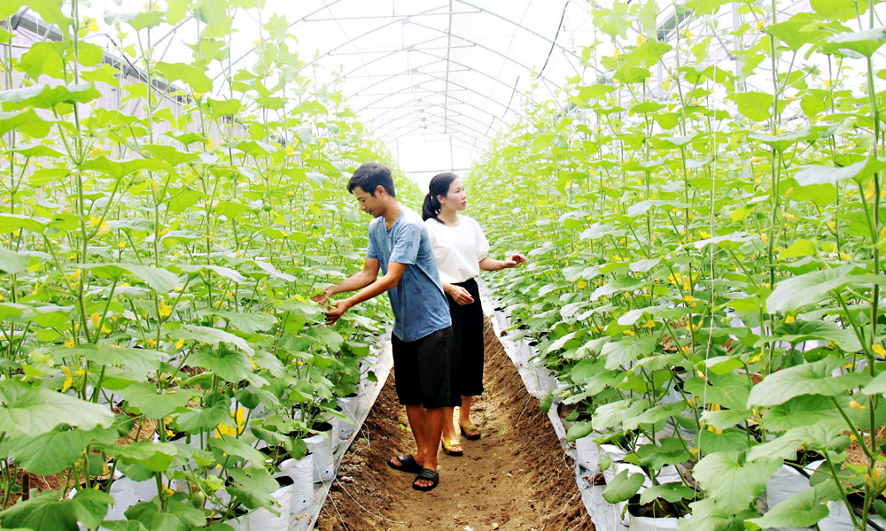 Mô hình trồng dưa lưới được người dân xã Hiệp Hòa áp dụng công nghệ cao vào sản xuất, đảm bảo an toàn thực phẩm. Mô hình trồng dưa lưới được người dân xã Hiệp Hòa áp dụng công nghệ cao vào sản xuất, đảm bảo an toàn thực phẩm.