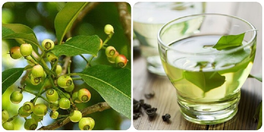 Đánh thức tiềm năng thảo dược bản địa: Nước lá vối từ thức uống dân dã đến giải pháp chăm sóc sức khỏe