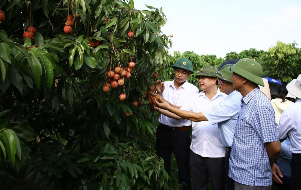 Các đại biểu thăm quan vườn vải. Các đại biểu thăm quan vườn vải.
