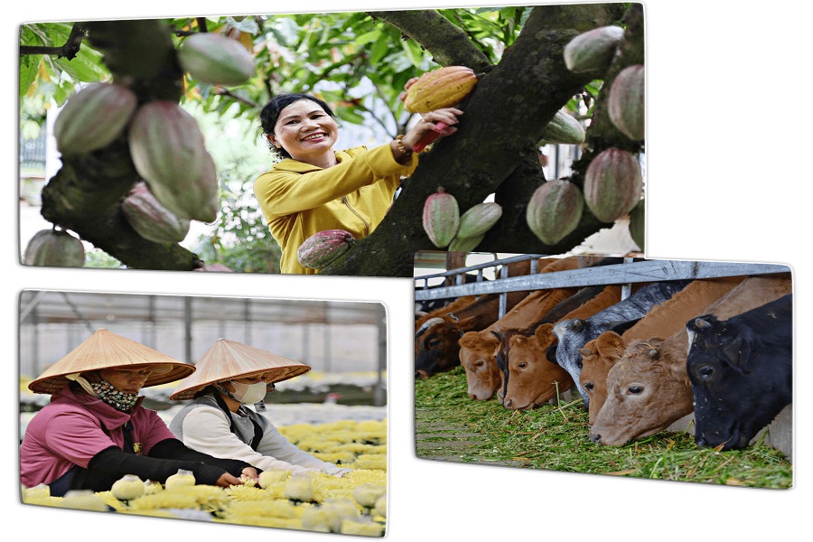 Nhiều chủ trang trại, HTX, tổ hợp t&aacute;c trong c&aacute;c lĩnh vực chăn nu&ocirc;i, trồng trọt đ&atilde; chủ động điều chỉnh cơ cấu sản xuất theo hướng tuần ho&agrave;n, qua đ&oacute; vừa tiết kiệm chi ph&iacute;, vừa n&acirc;ng cao hiệu quả kinh tế