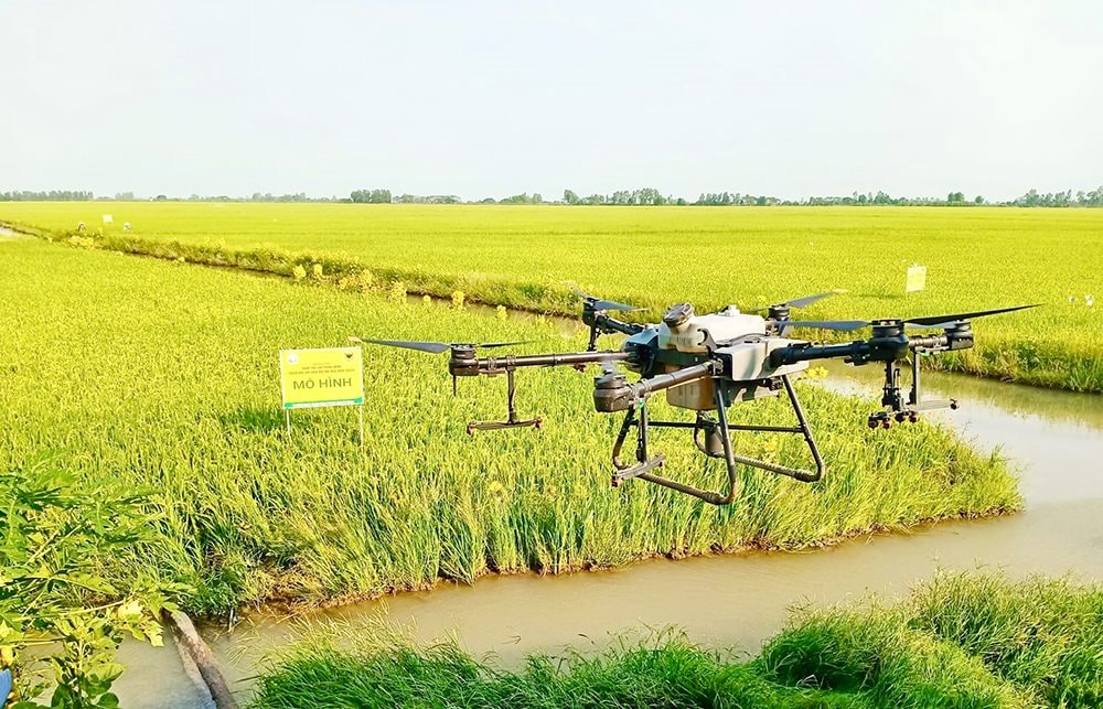 Gạo xanh bước vào cuộc đua tiêu chuẩn mới của thị trường toàn cầu