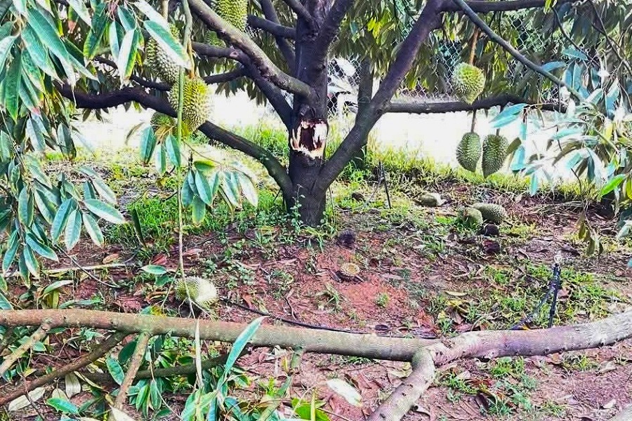 Sầu ri&ecirc;ng của người d&acirc;n bị g&atilde;y đổ v&agrave; tr&aacute;i rụng đầy gốc g&acirc;y thiệt hại lớn.