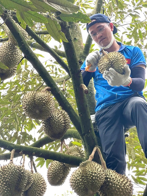 N&ocirc;ng d&acirc;n Đắk Lắk thu hoạch sầu ri&ecirc;ng.