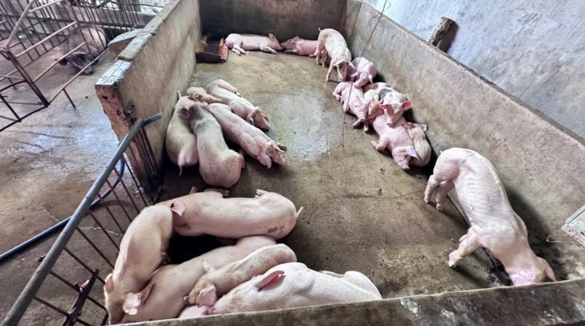 Đồng Nai: Khởi tố nhóm đối tượng thu gom hàng tấn heo chết, heo bệnh tuồn ra thị trường