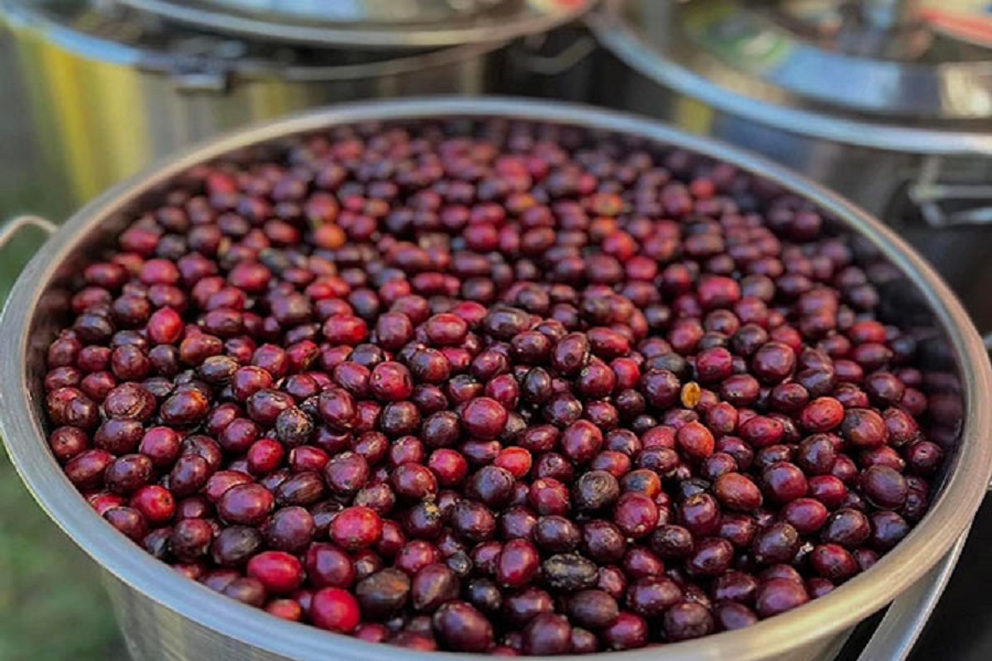 Tại GOT Coffee thu h&aacute;i 100% hạt c&agrave; ph&ecirc; ch&iacute;n, mang đến trải nghiệm c&agrave; ph&ecirc; đậm đ&agrave;, ngọt hậu v&agrave; tinh tế.