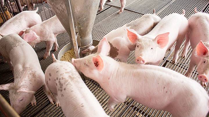 Giá heo hơi hôm nay 26/5: Tăng nhẹ tại Bắc Ninh và Khánh Hòa