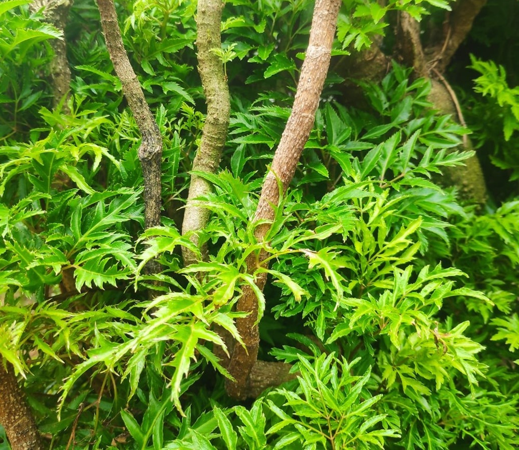 Cây đinh lăng - vị thuốc dân gian hỗ trợ bồi bổ sức khỏe và cải thiện giấc ngủ