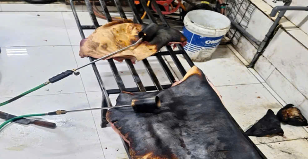 Đắk Lắk: Phát hiện hơn 120kg thịt heo đông lạnh bốc mùi, chuẩn bị đưa ra thị trường