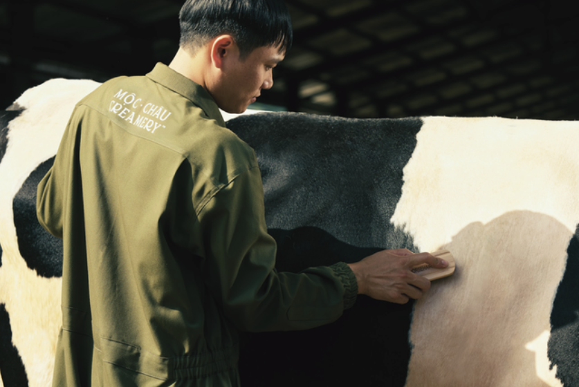 Quy tr&igrave;nh chăn nu&ocirc;i hiện đại tại thảo nguy&ecirc;n Mộc Ch&acirc;u l&agrave; nền tảng gi&uacute;p tạo ra nguồn nguy&ecirc;n liệu sữa tươi sạch, đạt chứng nhận Clean Label Project