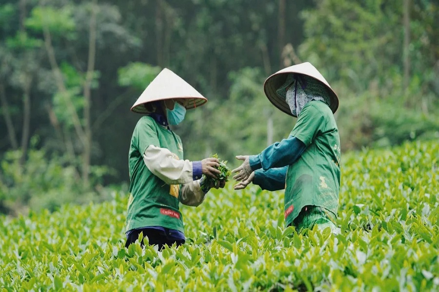 C&aacute;c doanh nghiệp ng&agrave;nh tr&agrave; cần tập trung đầu tư mạnh v&agrave;o kh&acirc;u chế biến s&acirc;u v&agrave; n&acirc;ng cao nghi&ecirc;m ngặt c&aacute;c ti&ecirc;u chuẩn an to&agrave;n thực phẩm (SPS).
