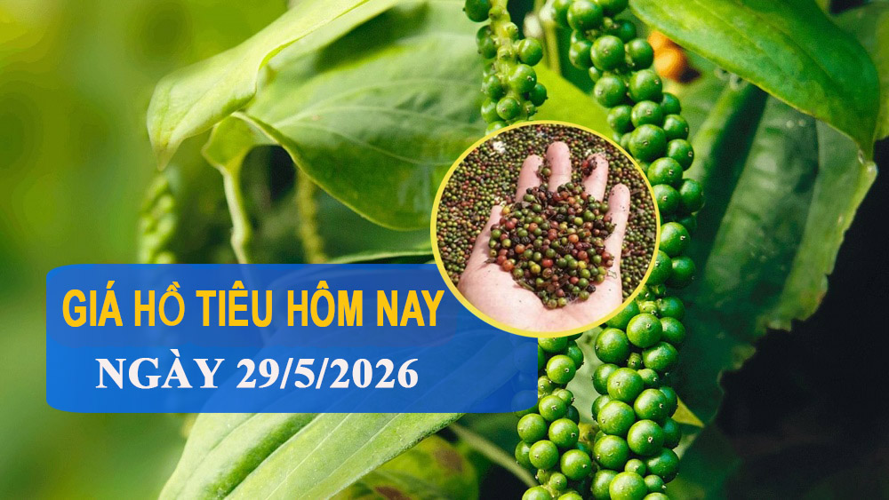 Giá tiêu hôm nay 29/5: Đi ngang